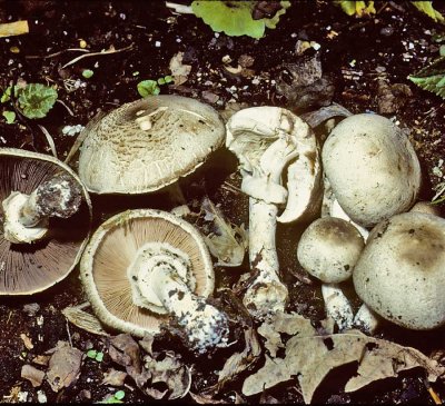 Agaricus placomyces University Sep-83 HF