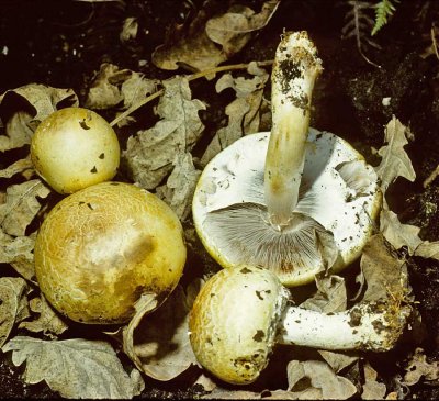 Agaricus silvicola Wood Mushroom University Sep-82 HF