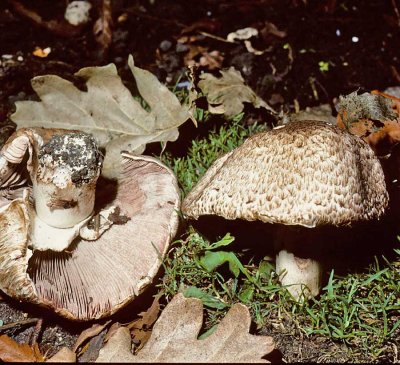 Agaricus sylvaticus Blushing Wood Mushroom University 18-8-84 HF