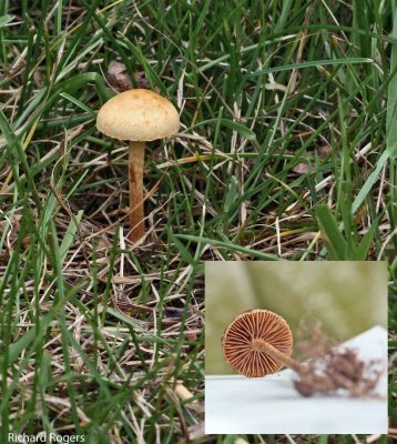 Agrocybe pediades Common Fieldcap Hawthorn BeestonSidings May-07 RR