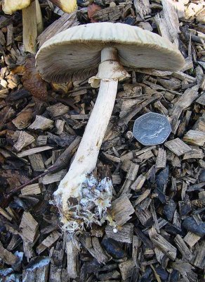 Agrocybe rivulosa SherwoodForest 08-06 HW