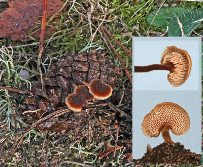 Auriscalpium vulgare Earpick fungus Conifer BestwoodCP 18-10-07 RR