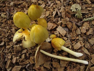 Bolbitius vitellinus Yellow Fieldcap HannahPark HW