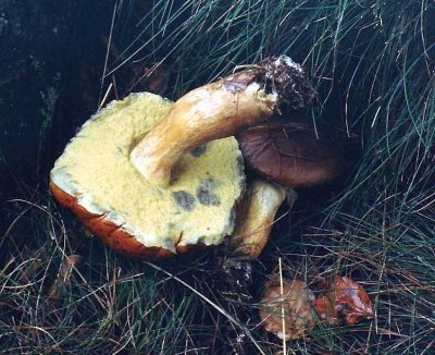 Boletus badius Bay Bolete 100AcreWood HW