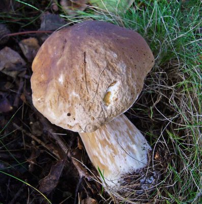 Boletus edulis Cep Budby 11-06_HW