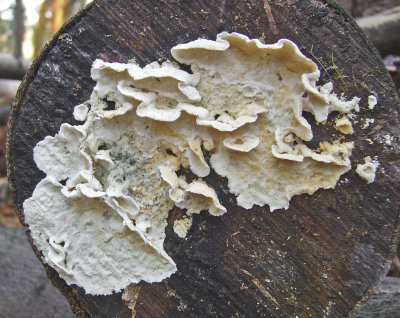 Byssomerulius corium sycamore CuckneyHayWood Howard Williams