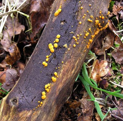 Dacrymyces stillatus Common Jellyspot BestwoodCP 2006 AW