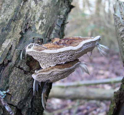 Daedaleopsis _confragosa DaneshillLakes Howard Williams