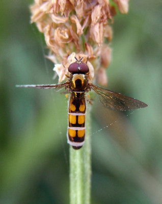 Entomophthora muscae on Melanstroma sp of hoverfly Tim Sexton