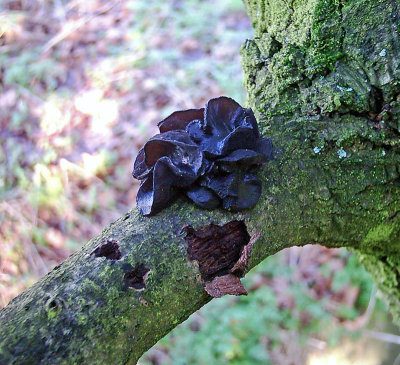 Exidia glandulosa Witches' Butter_BestwoodCP 2004 AW