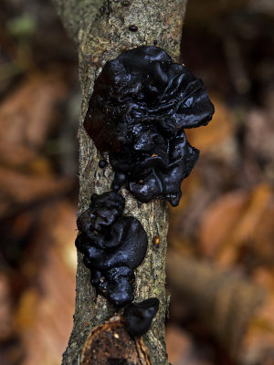 Exidia glandulosa Witches Butter ClumberPark Aug-11 JohnBrown