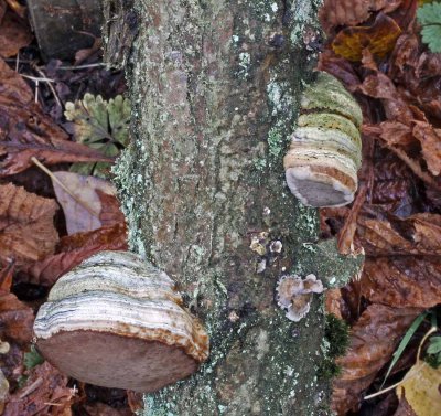Fomes fomentarius Hoof Fungus on oak BestwoodCP Nov-09 RR