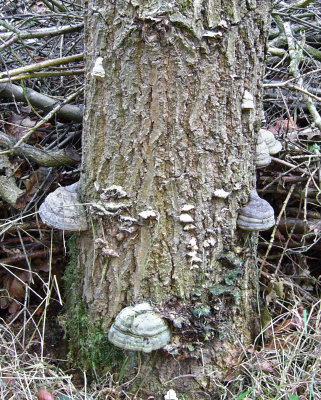 Fomes fomentarius on oak SherwoodForest Howard Williams