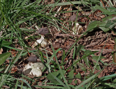 Geastrum pectinatum Annesley Yew Mar-07 RR