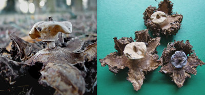 Geastrum striatum Carton-in-LindrickChurchyard Howard Williams