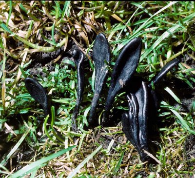 Geoglossum cookeanum Earthtongue University 15-11-84 HF