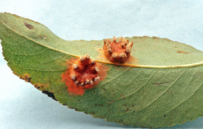 Gymnosporangiium sabinae Pear Rust RR