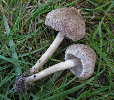 Inocybe flocculosa JubileePondsBleasby Oct-12 HW