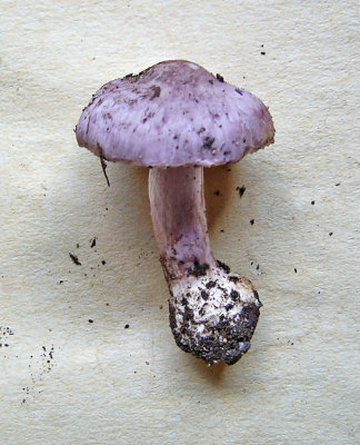 Inocybe geophylla var lilacea CuckneyHayWood Sep-09 Howard Williams