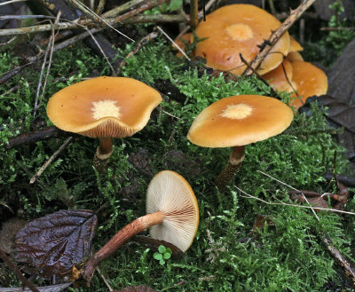 Kuehneromyces mutabilis Velvet Toughshank Willow AttenboroughNR Jan-07 RR
