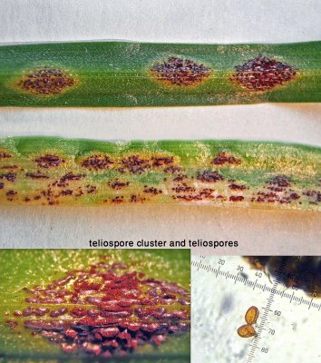 Uromyces muscari rust on Bluebell leaves CarltonWood 04-12 HW