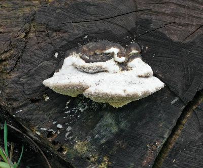 Trametes suaveolens Willow AttenboroughNR 25-12-07 RR