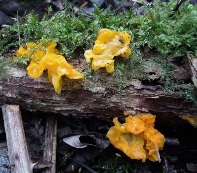 Tremella mesenterica Yellow Brain DaneshillNR 11-06 HW