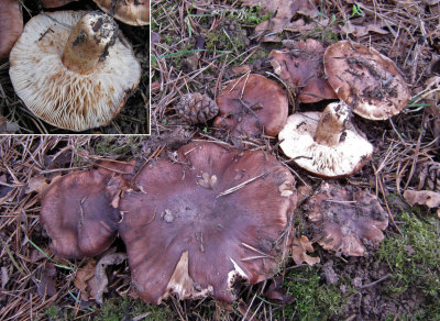 Tricholoma albobrunneum with pine LangoldCP Jan-12 HW