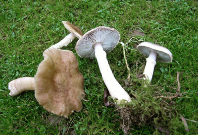 Tricholoma cingulatum Lound Nov-08 Howard Williams