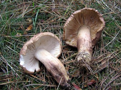 Tricholoma imbricatum Matt Knight Budby 11-05 AW