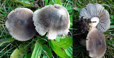Tricholoma terreum Grey Knight in grass with pines Scofton 12-05 HW