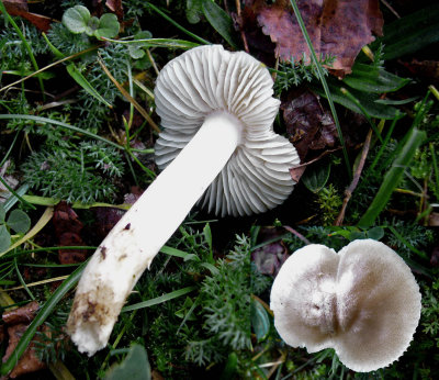 Tricholoma virginatum Carlton in Lindrick churchyard Nov-10 HW