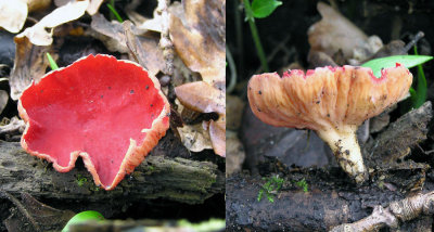 Sarcoscypha austriaca Scarlet Elfcup BestwoodCP 01-03 AW