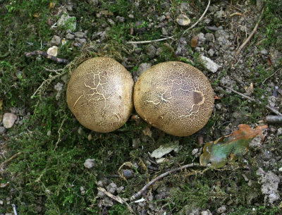 Scleroderma citrinum Common Earthball AttenboroughNR 9-8-07 RR