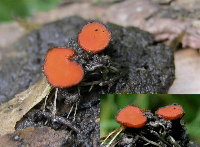 Scutellinia superba on fallen hawthorn trunk LadyLeeQuarr NR HW