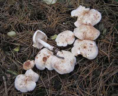 Rhodocollybia maculata 100AcreWood Sep-11 HW