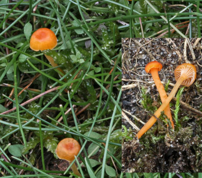Rickenella fibula Orange Mosscap SherwoodForest 22-7-07 RR