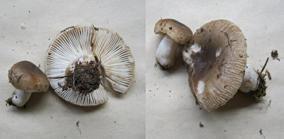 Russula praetervisa Sherwood Forest  Sep-11 HW