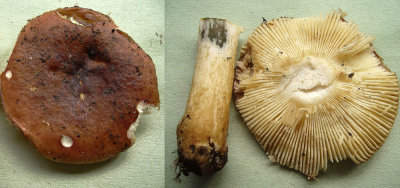 Russula subrubens Brittlegill showing greening of stipe in iron MissonCarr 11-08 HW