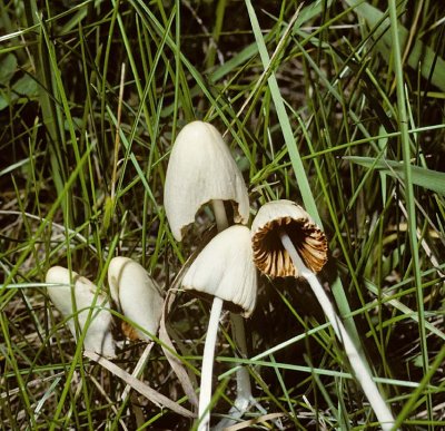 Conocybe lactea University Sep-82 HF