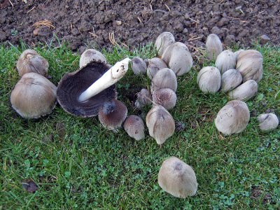 Coprinopsis atramentaria Carlton-in-Lindrick Sep-11 HW