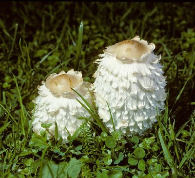 Coprinus comatus Shaggy Inkcap University 11-10-87 HF