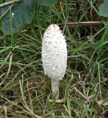 Coprinus comatus Shaggy Inkcap WalkeringhamNR AW