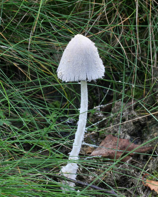 Coprinus nivea Snowy Inkcap Dung SherwoodForest 26-8-07 RR