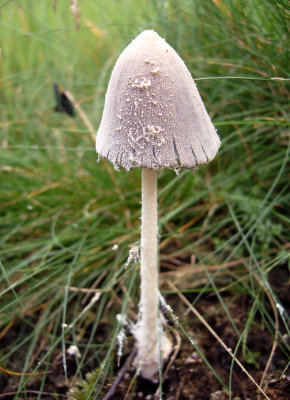 Coprinus niveus on cow dung SherwoodForest Howard Williams