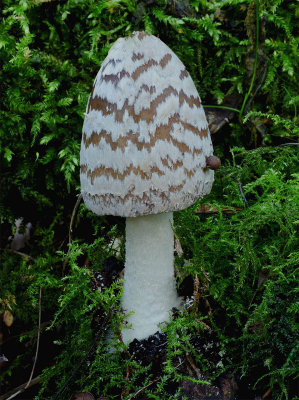 Coprinus picaceus Oot-09 John Leach