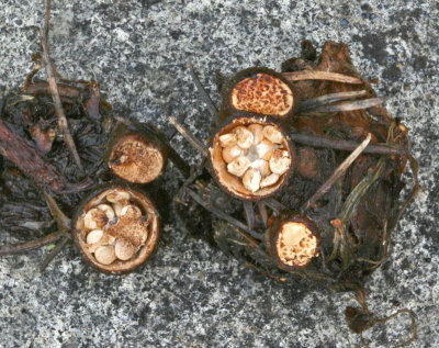 Crucibulum laeve Common Bird's Nest Cedar BeestonSidings 20-5-07 RR