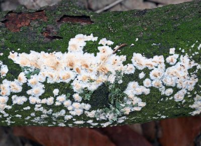 Cylinrobasidium laeve Broadleaf NorthNotts RR 01-08