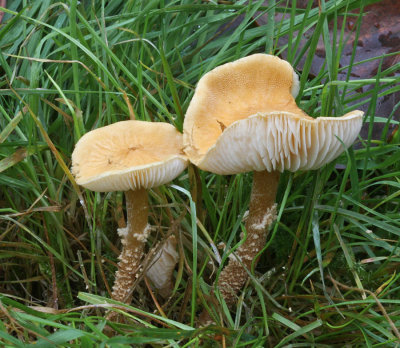 Cystoderma amianthinum Earthy Powdercap ClumberPark Oct-08 RR