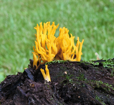 Calocera viscosa Yellow Stagshorn Yew BestwoodCP Sep-07 RR